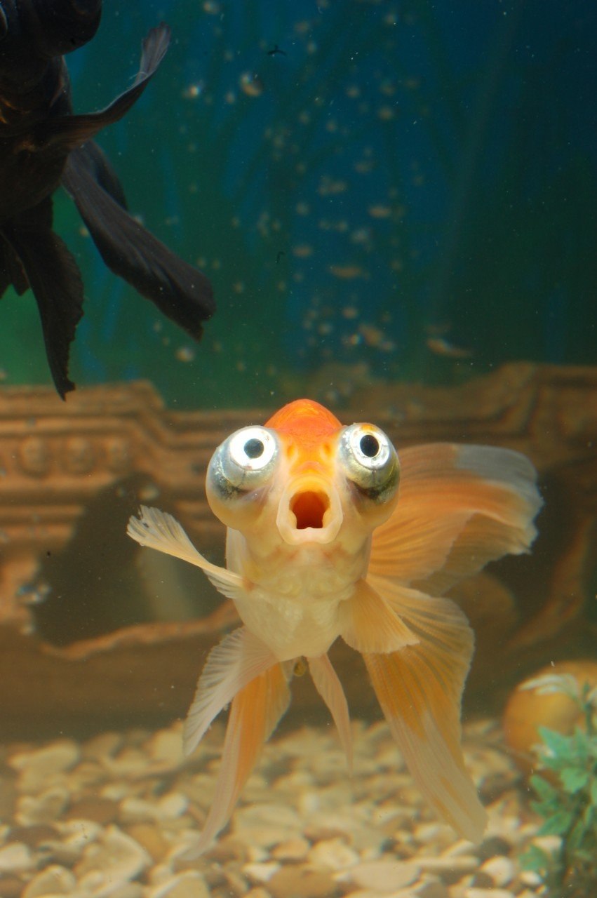 Рыба удивлена