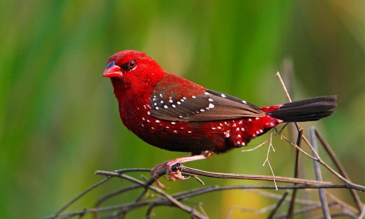Как называется птица с красными бровями