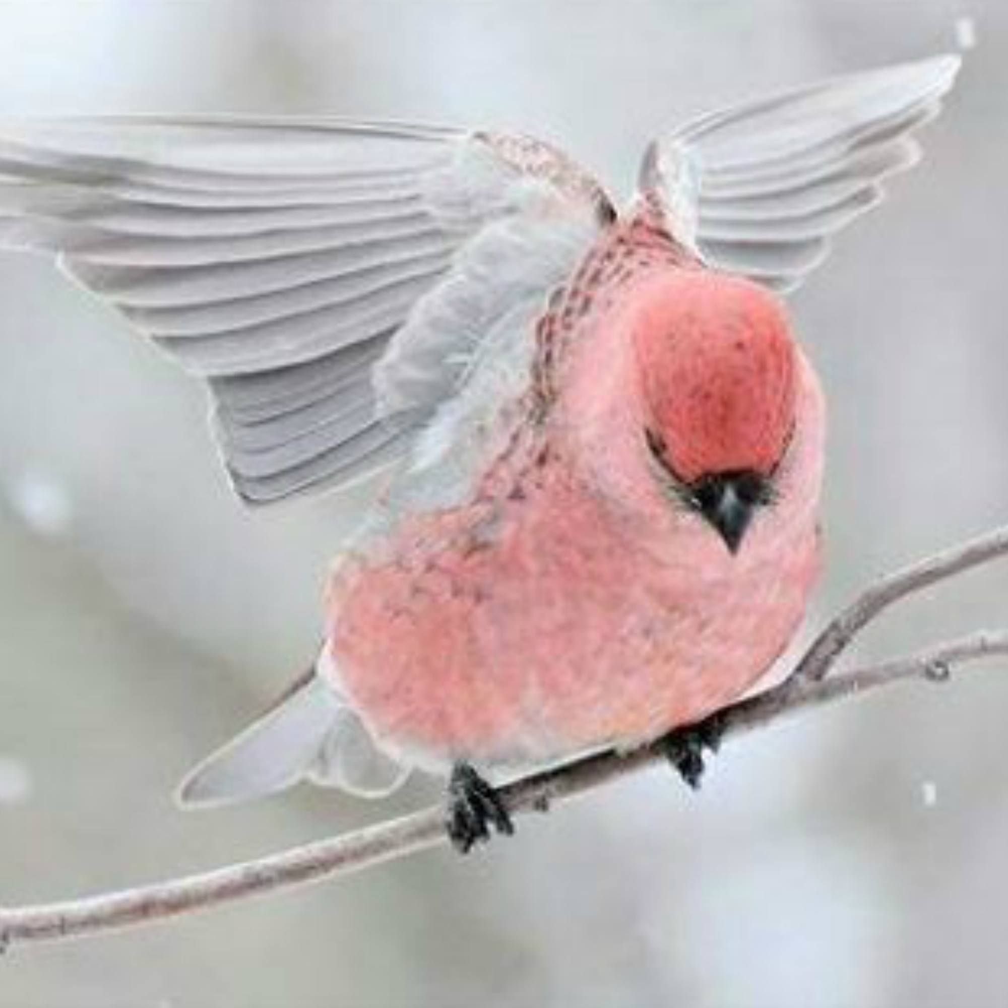 Серо розовая птичка. Малиногрудоя ПЕТРОЛИКА. Птичка розовый. Розовые маленькие птички. Розовая птица небольшая.