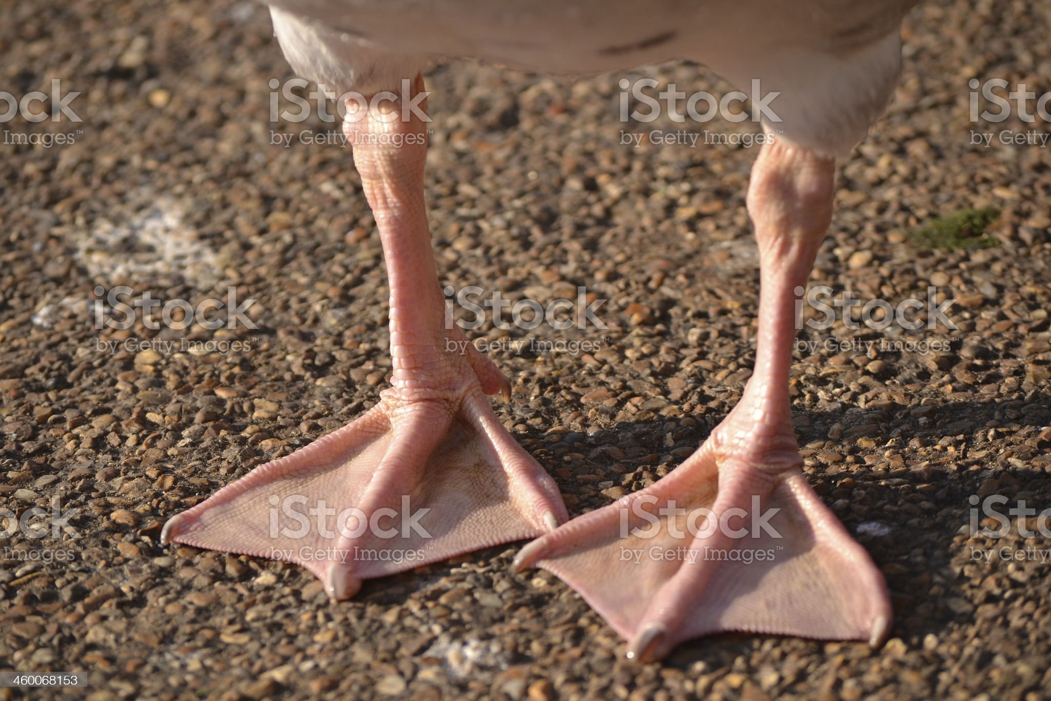 Duck feet