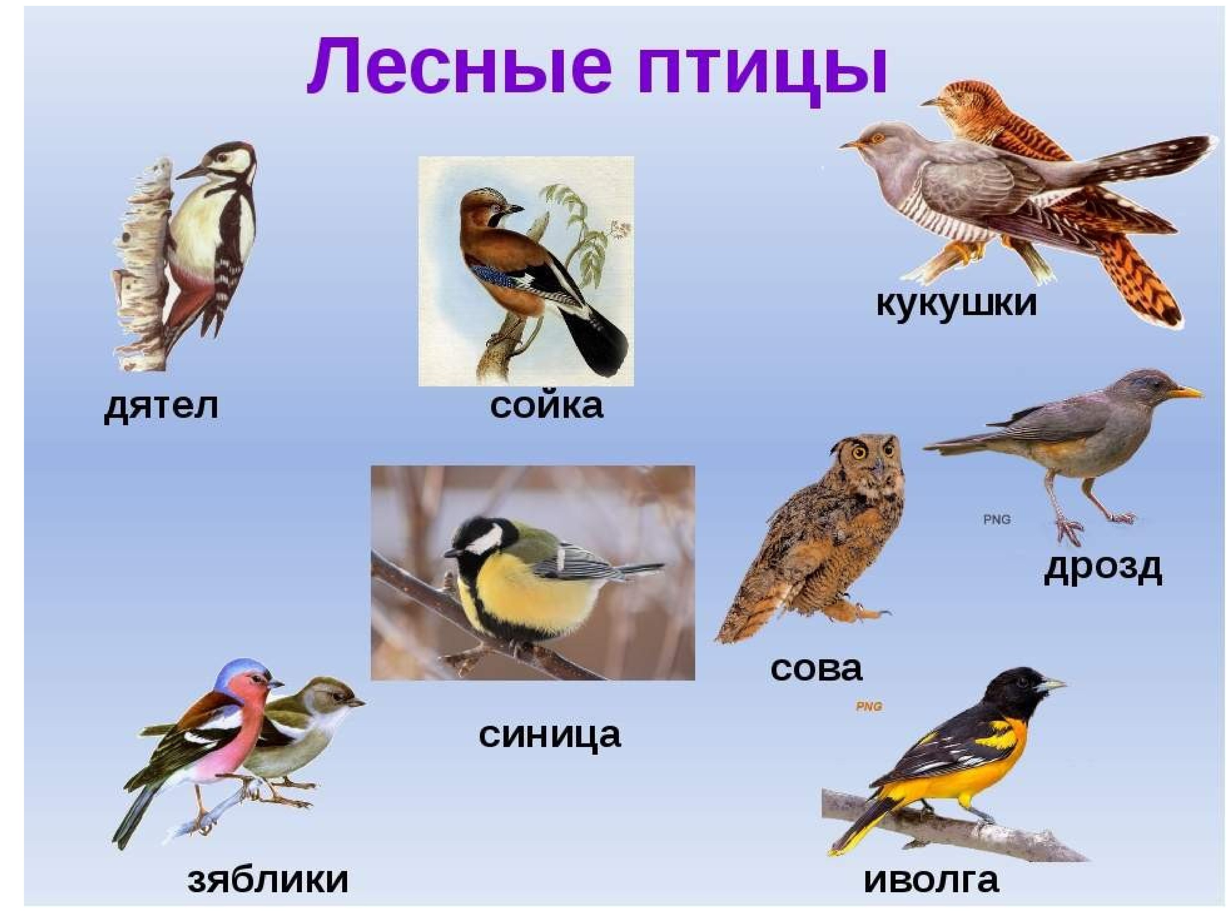 Птицы России – список птиц, виды, название и фото