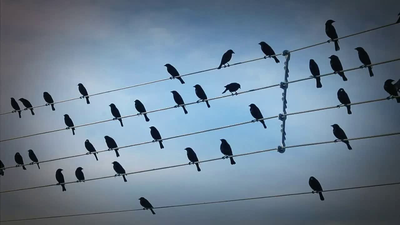 Видео музыка птиц. Птицы на проводах. Птички на проводе. Птицы в кадре.