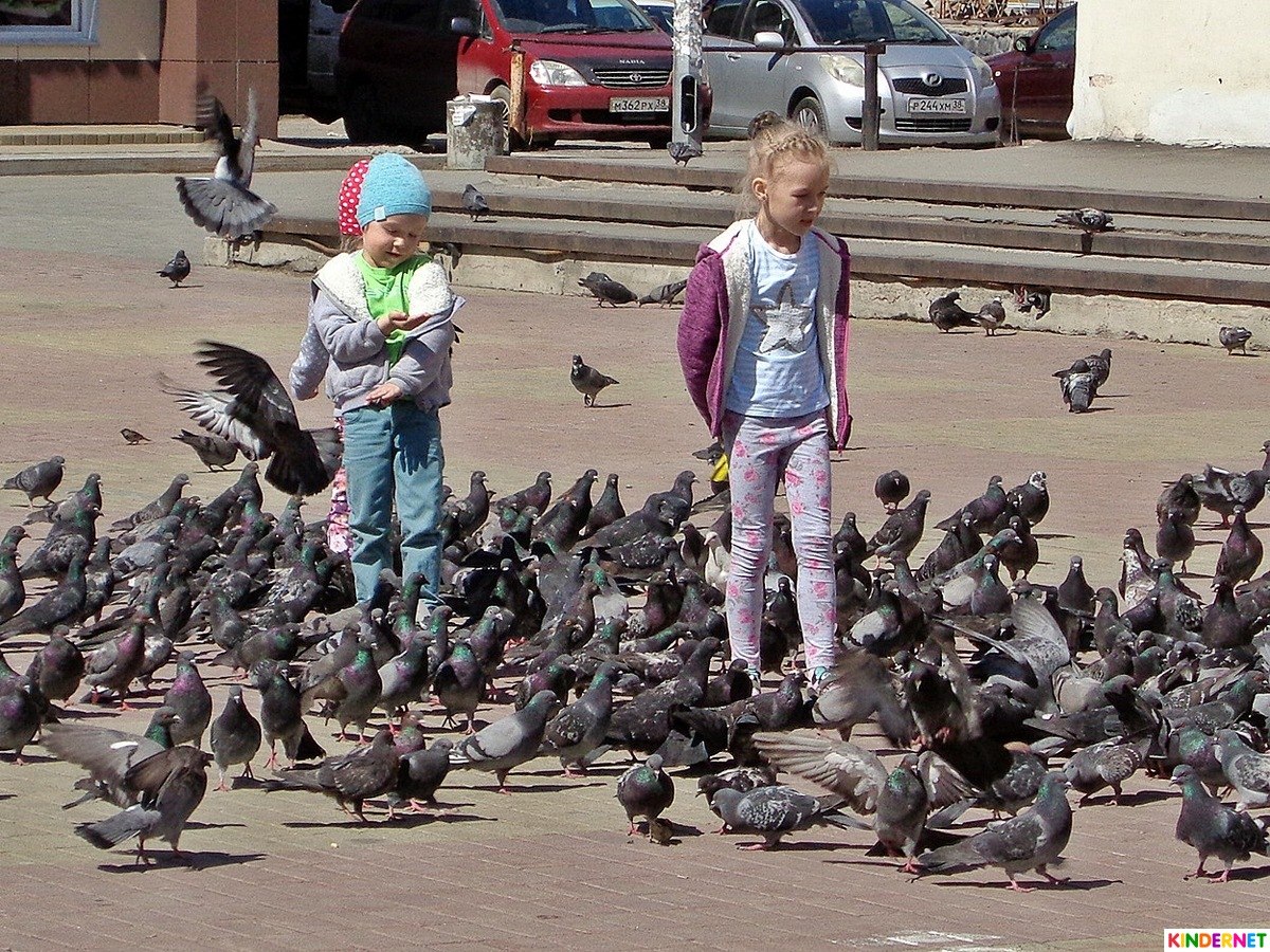 Дети голубей какие. Дети голубей. Голуби их дети. Дети голубя фото. Семья ребенку голубей.