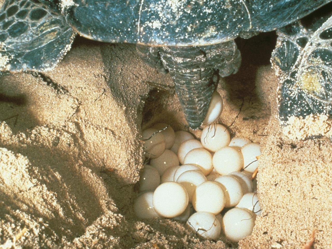 Turtles eggs. Европейская Болотная черепаха отложила яйца. Яйца красноухой черепахи. Гнездо красноухой черепахи. Красноухая черепаха откладывает яйца.