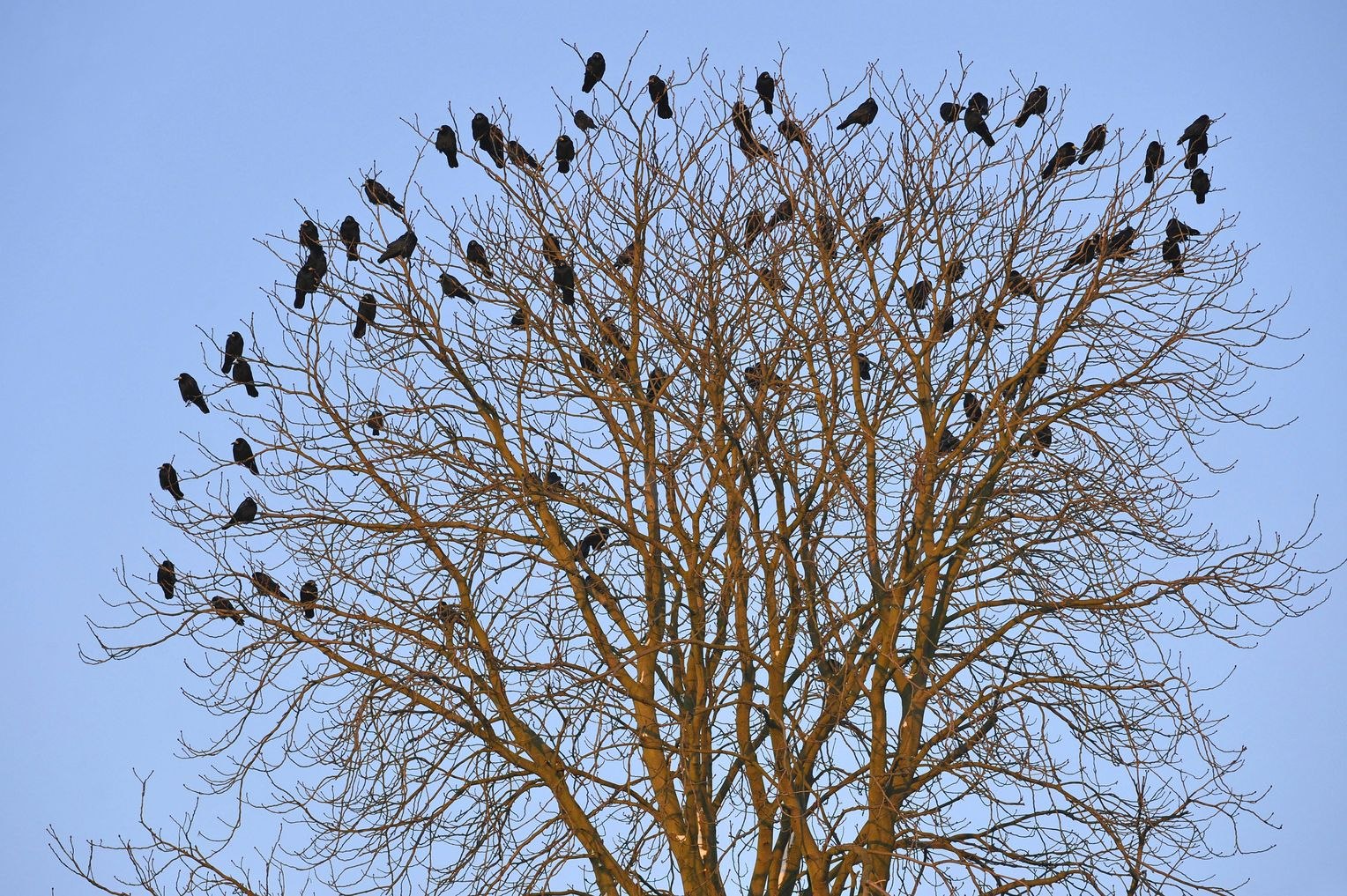Птицы на верхушках деревьев. Вороны на верхушках деревьев. Птицы сидят на верхушках деревьев. Стая птиц на дереве.