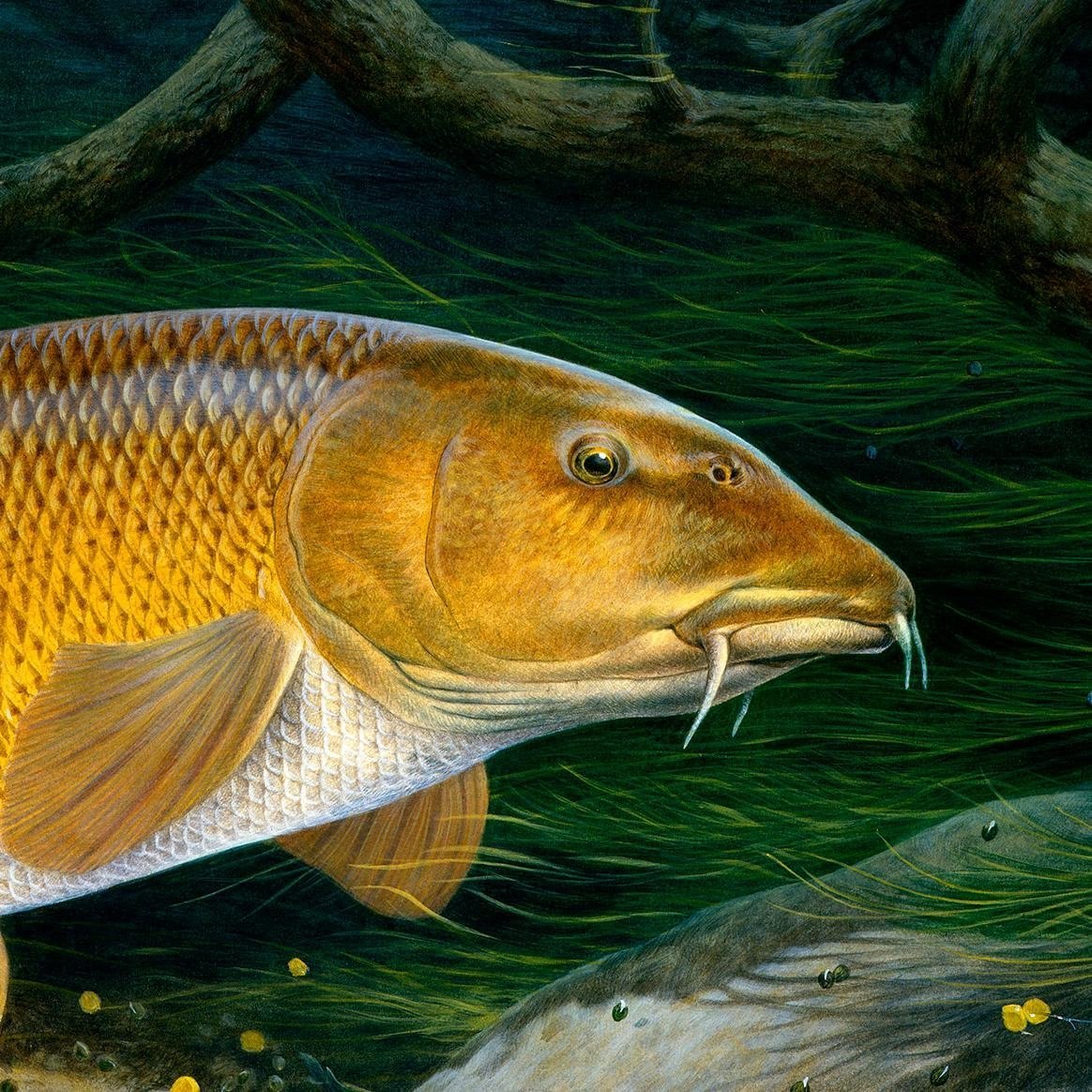 Carp. Карп обыкновенный – Cyprinus Carpio. Конь-Губарь рыба. Барбель рыба. Сазан и Карп.