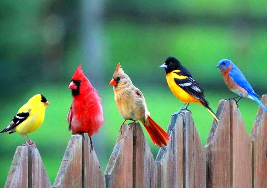 Самые разные птицы - очень интересно