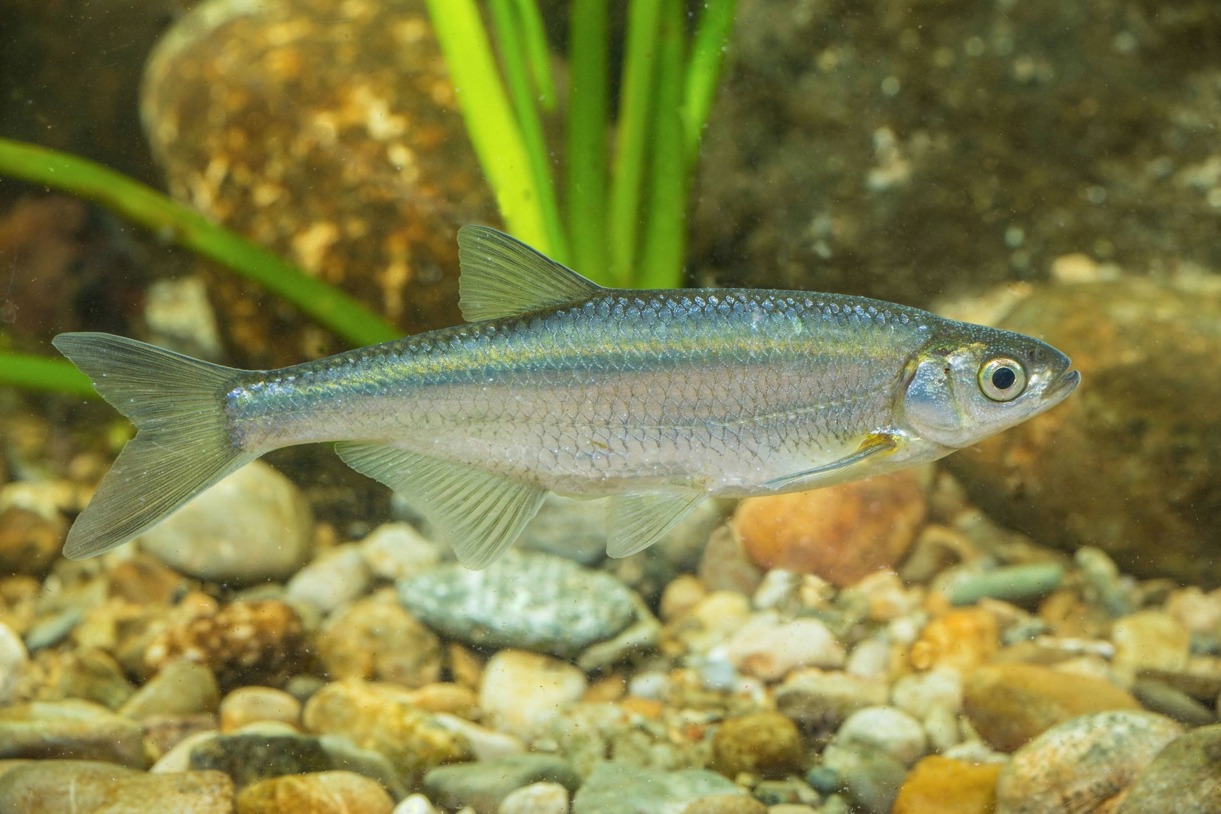 Рыба похожая на уклейку: виды, описание, особенности