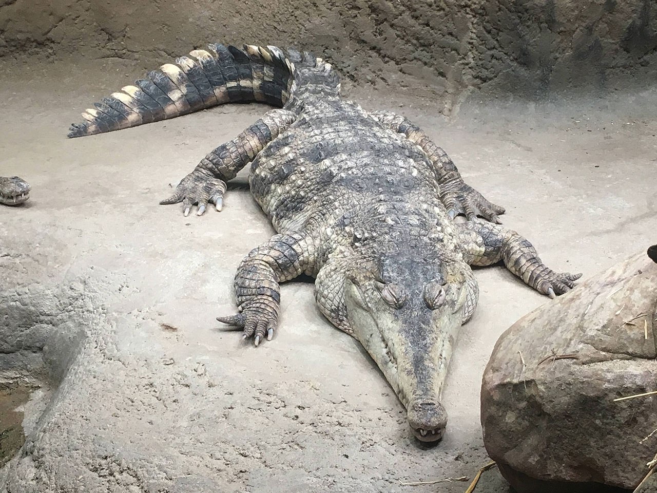Узкорылый крокодил - картинки и фото poknok.art