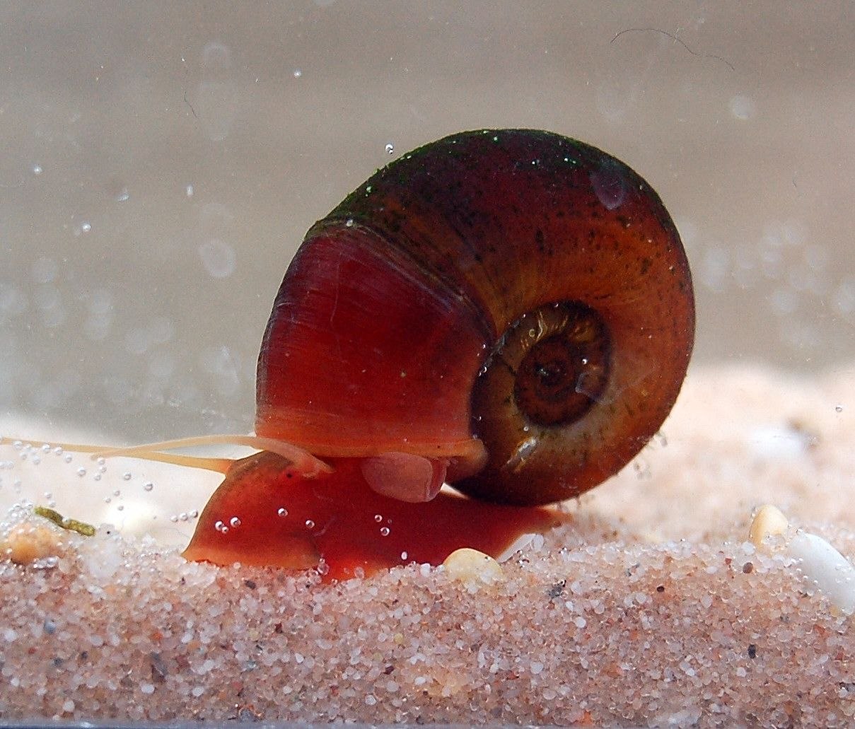 Кровь улитки. Катушка улитка аквариумная. Роговая катушка – Planorbis corneus. Ramshorn Snail улитка. Улитка катушка килеватая.