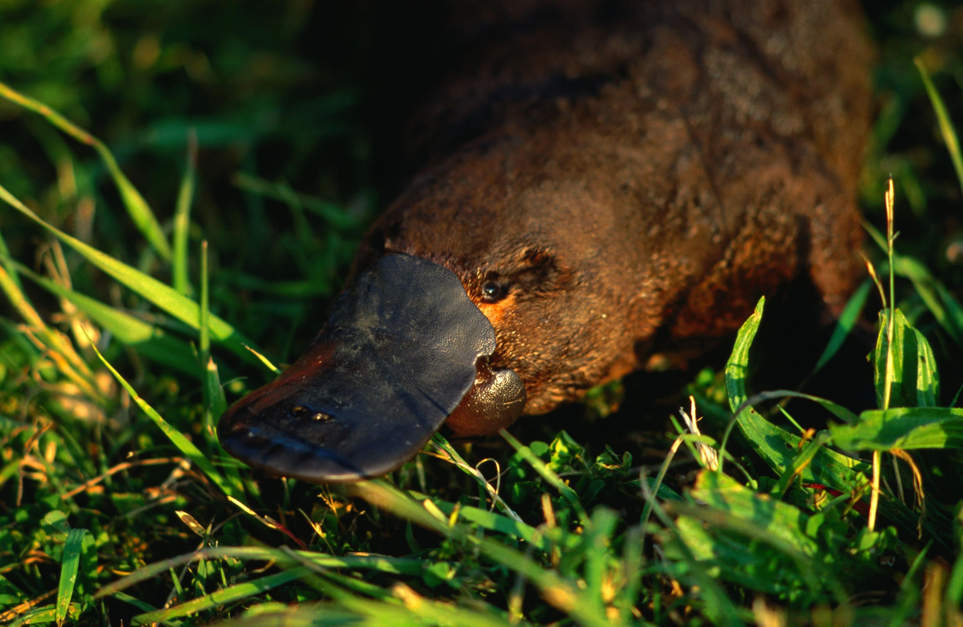 Platypus перевод