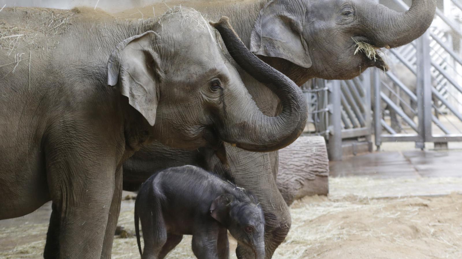 Рождение слоника. Маленький Слоник.