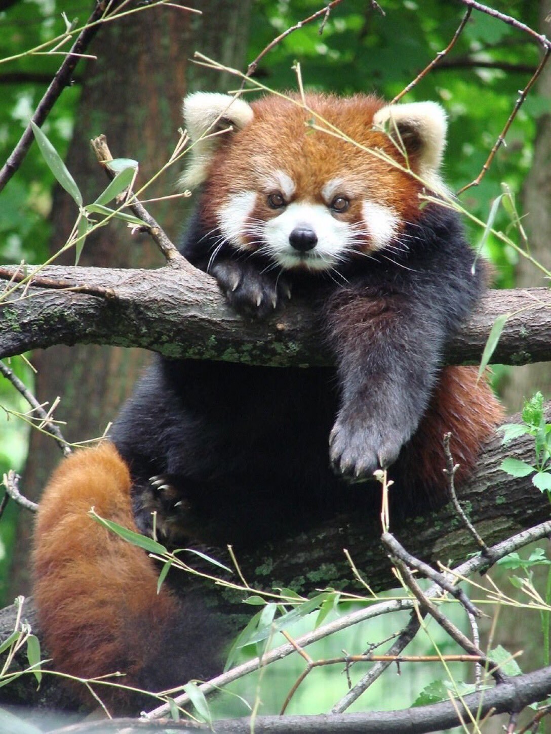 Красная панда вид. Красная Панда. Енотовидная Панда. Малая Панда (Ailurus Fulgens. Малая (красная, рыжая, енотовидная) Панда.