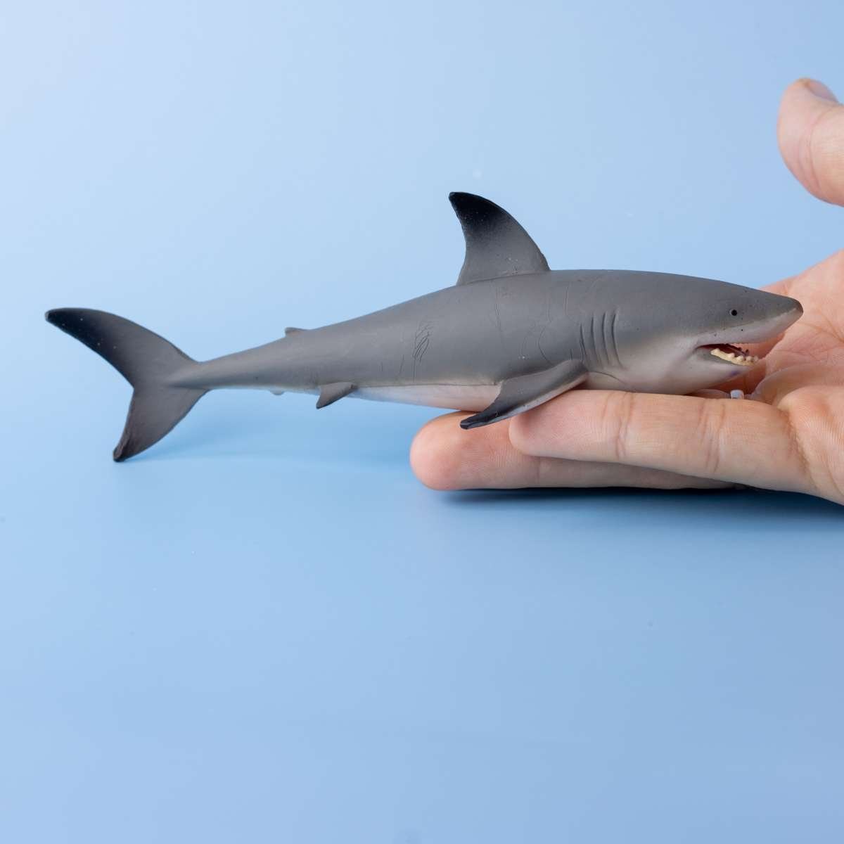 Купить акулу живую. Карликовая рифовая акула. Черноперая маленькая рифовая акула. Фигурка Mojo Sealife Чернопёрая рифовая акула 387357. Акула Пигмей.