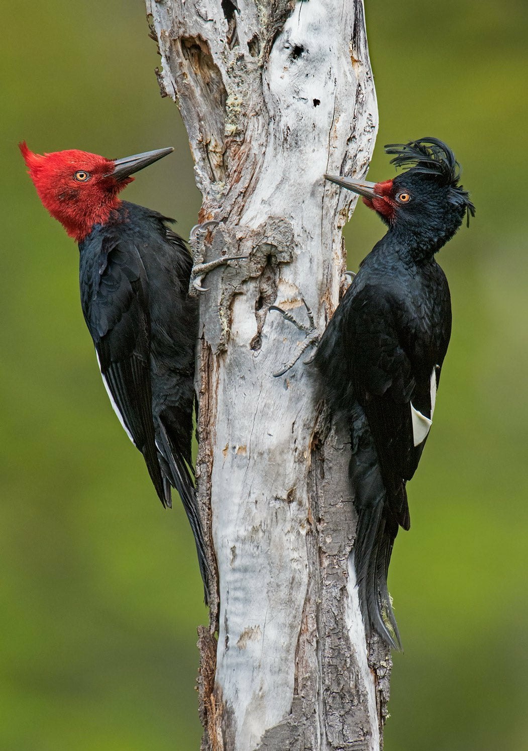 Разновидность дятлов фото. Campephilus magellanicus. Черногорлый Королевский дятел. Магелланов дятел. Андский дятел.