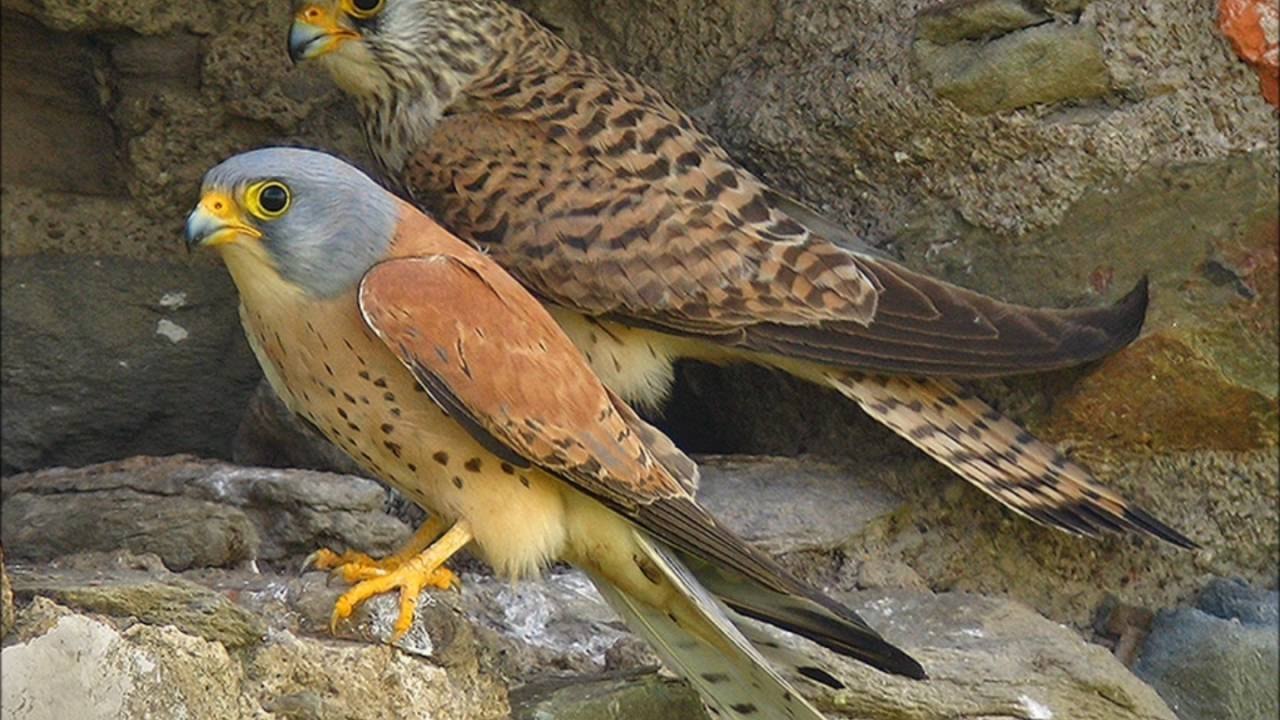 ПУСТЕЛЬГА (Falco tinnunculus)