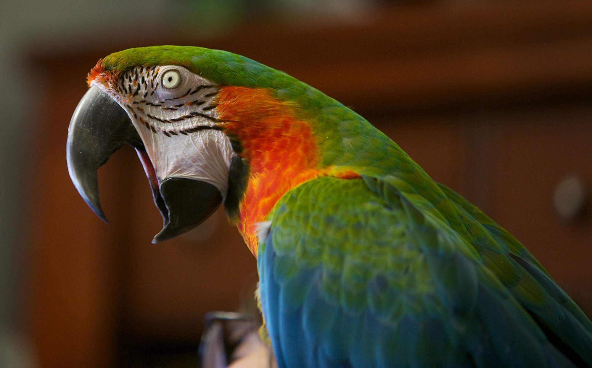 Клюв попугая. Harlequin Macaw попугай. Ара Арлекин. Попугай ара и жако. Попугай ара и Какаду.
