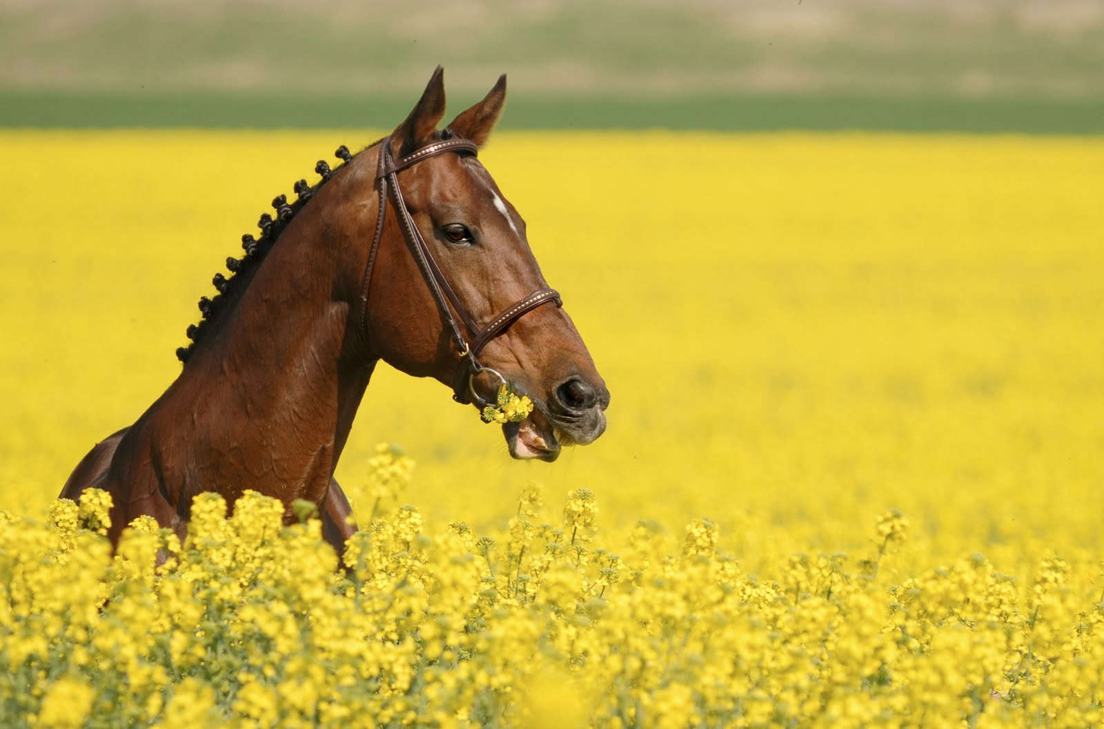 Spring horse. Желтая лошадь. Лошадь цветы. Лошадь в желтом поле. Лошади в пшенице.