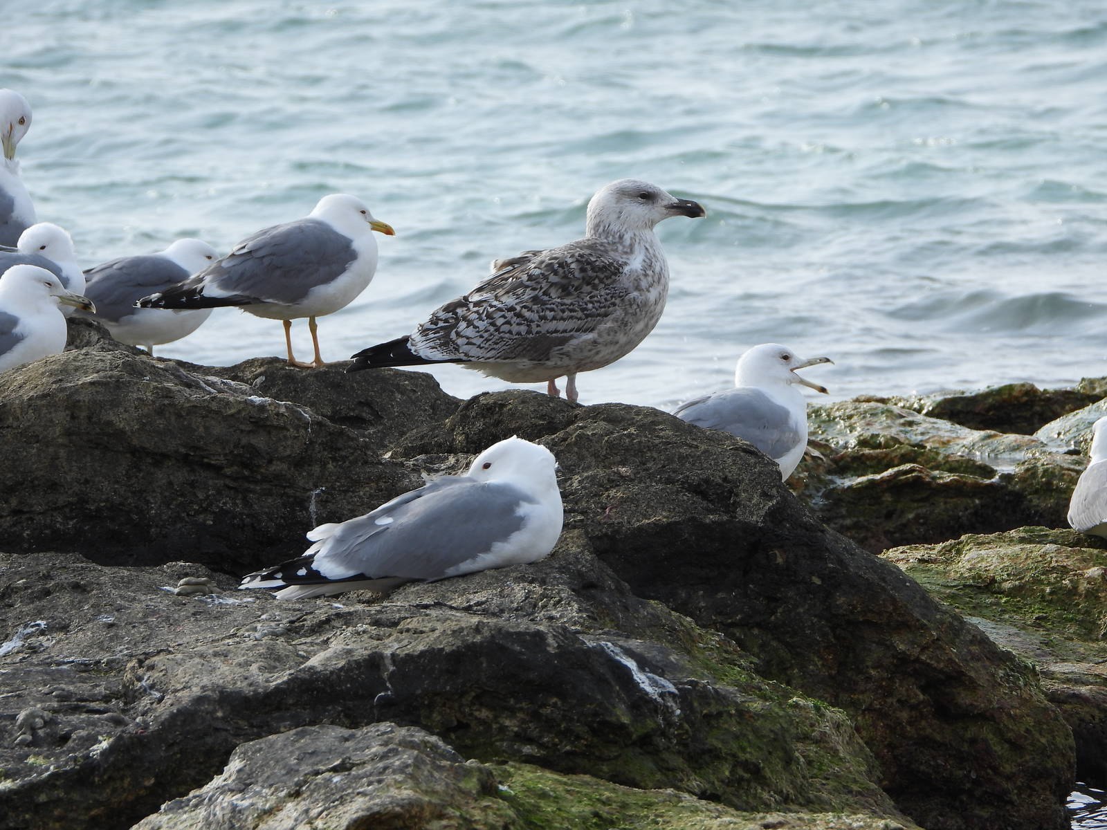 Моряк и чайка. Морская Чайка Larus Marinus. Морская Чайка Larus Marinus great Black-backed Gull. Тонкоклювая Чайка. Чайки в Иркутске.