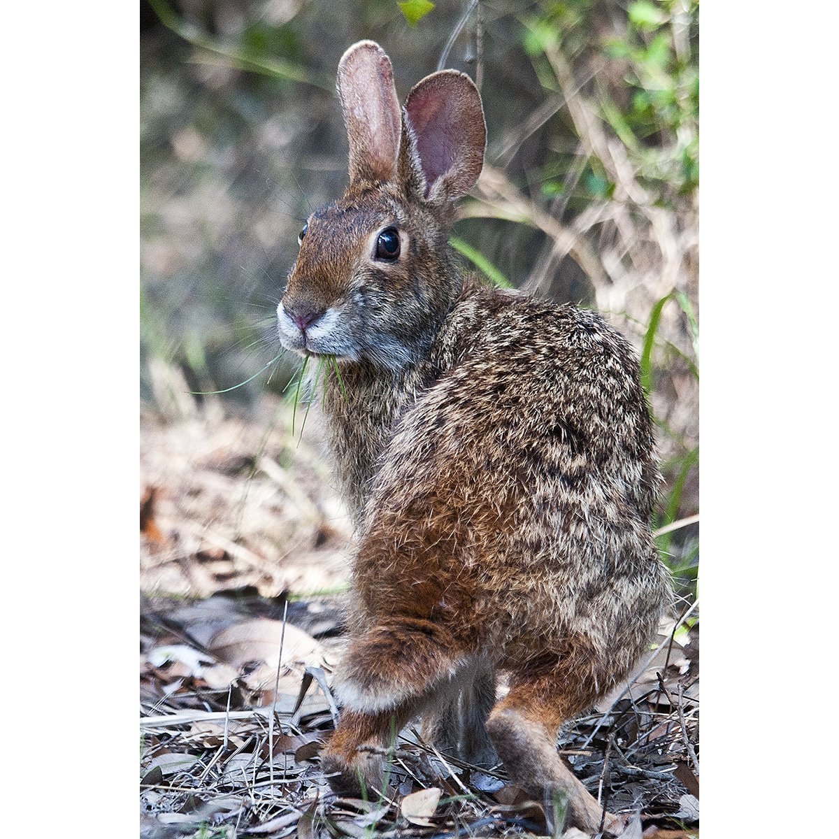 Болотный заяц. Болотный кролик Флорида. Sylvilagus aquaticus. Парнокопытные кролики. Sylvilagus varynaensis.