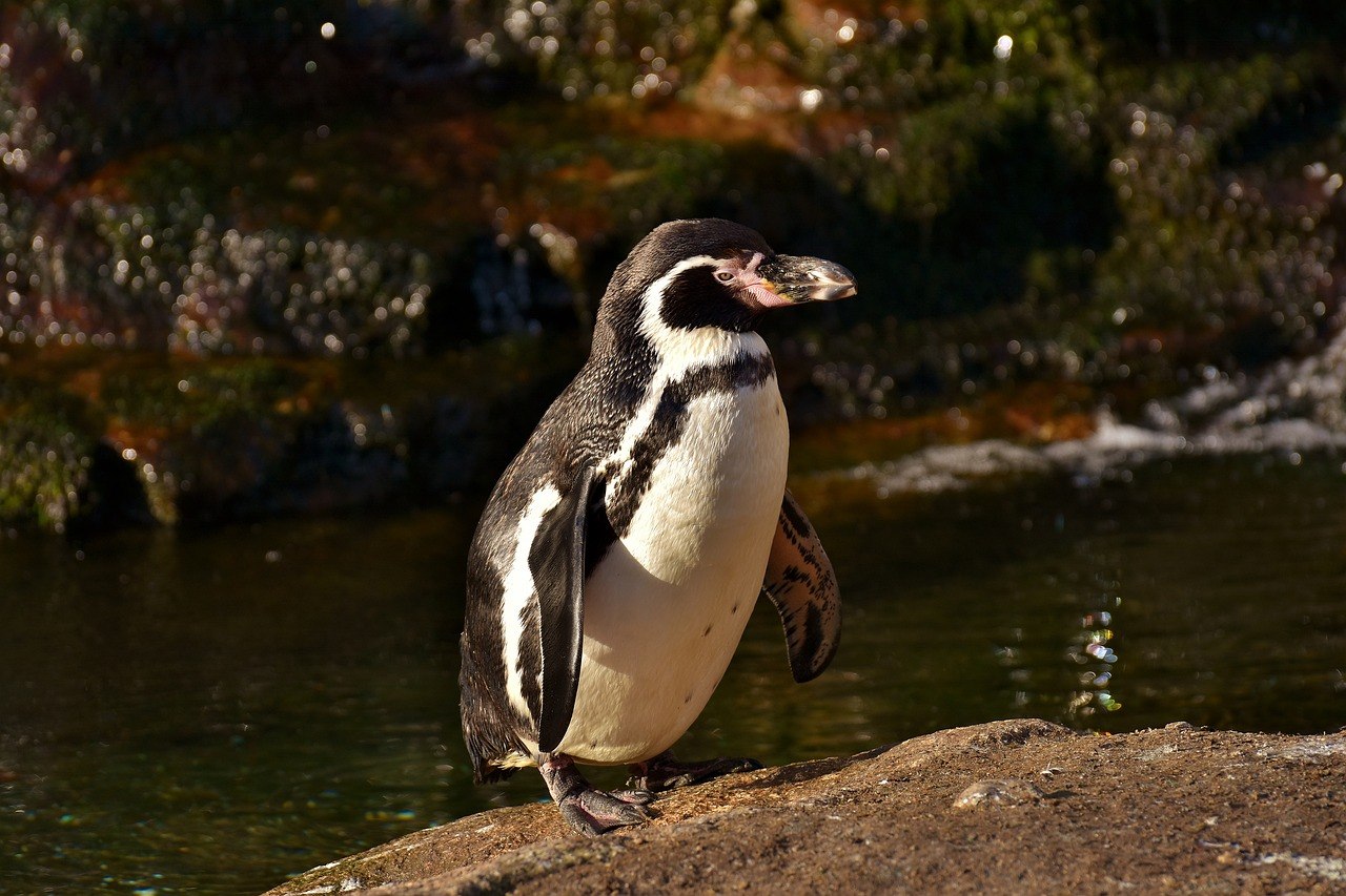 Пингвины в дикой природе. Водоплавающие птицы Пингвин. Черный Пингвин. Пингвин плавает.