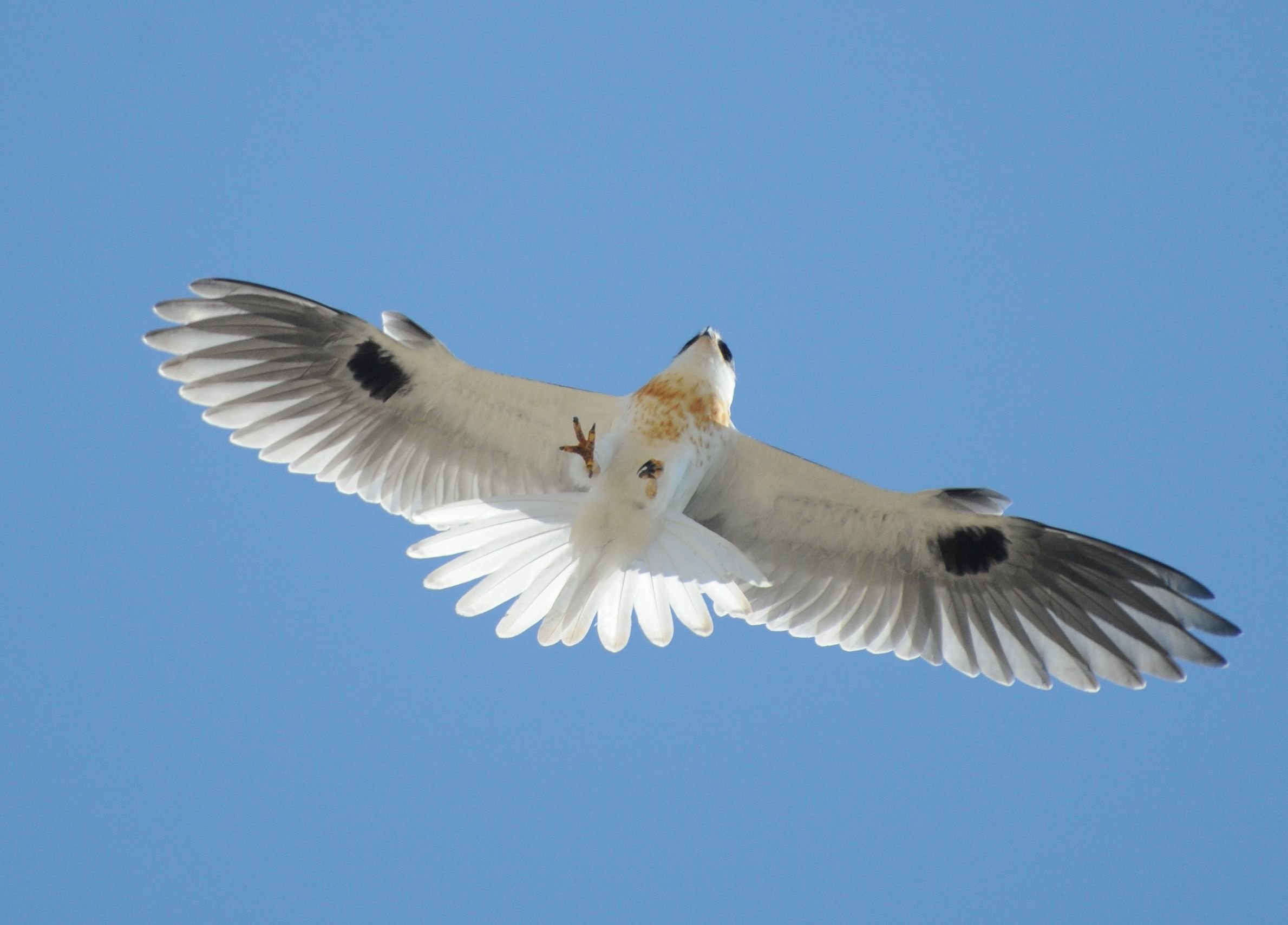 Белая птица с серыми крыльями