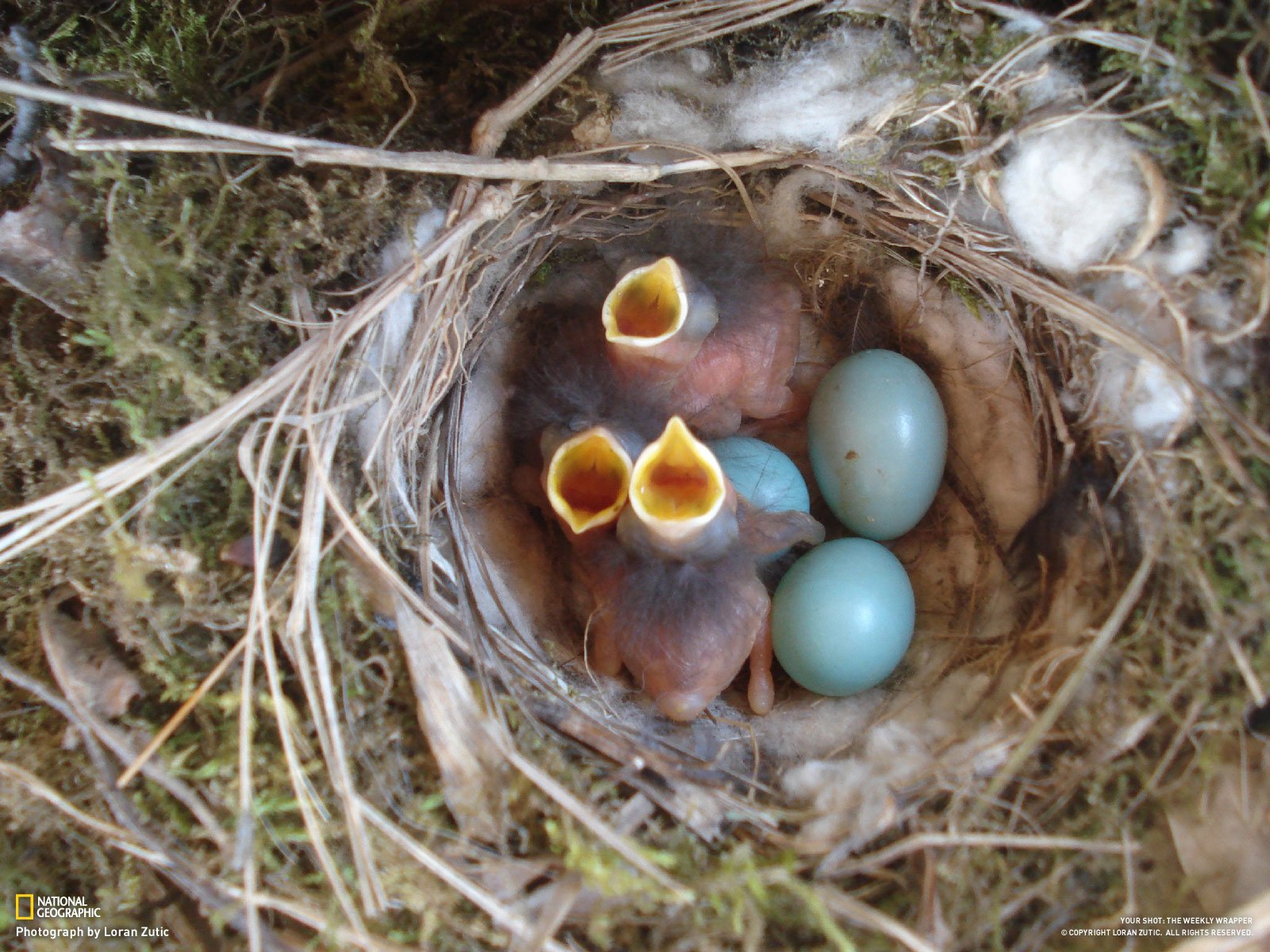 Яйца разных птиц (40 фото) - красивые фото и картинки жк-вершина-сайт.рф
