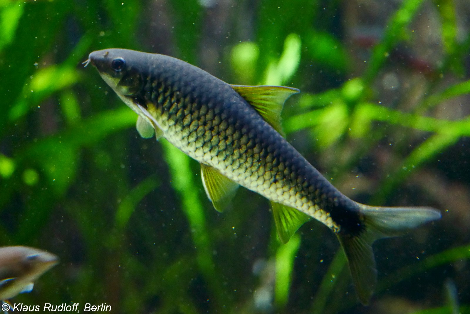 Водорослеед. Crossocheilus reticulatus. Водорослеед Кроссохейлус сетчатый. Водорослеед ретикулатус. Водорослеед Crossocheilus reticulatus.