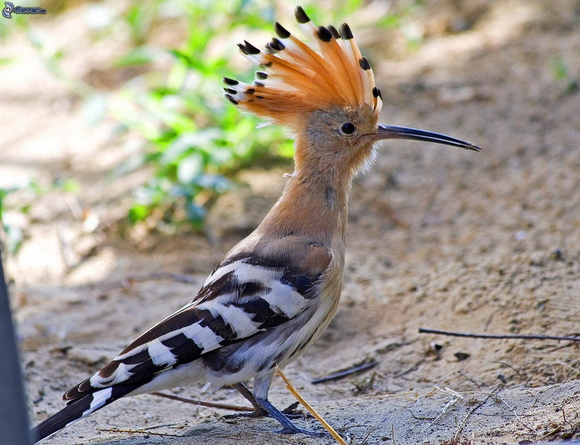 Птица с хохолком на голове – фото с названиями и описанием | Виды птиц с хохолками