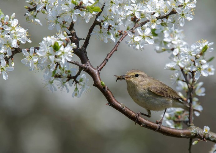 Пеночка Зяблик Сойка