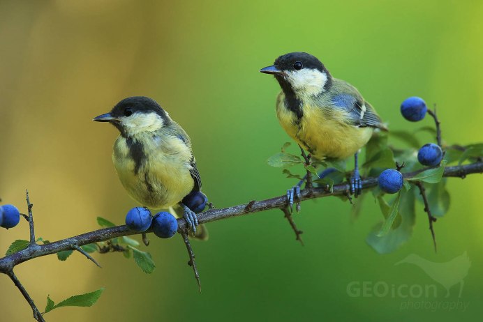 Черный Дрозд в полете
