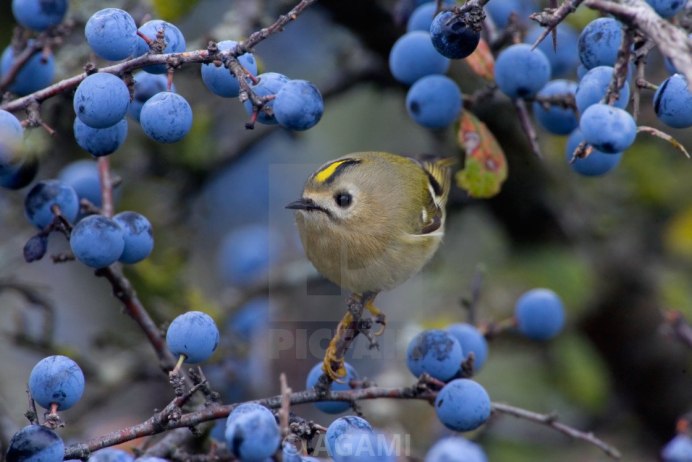 Зимние красивые кадры птицы