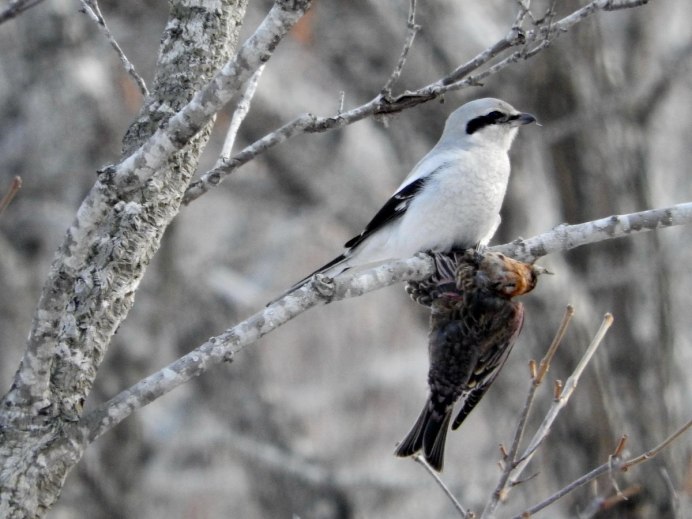 Птицы на деревьях весной