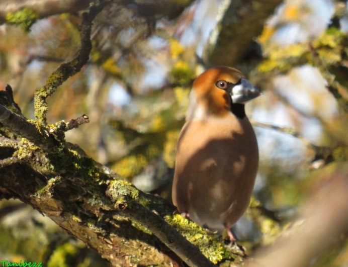 Ягоды для птиц