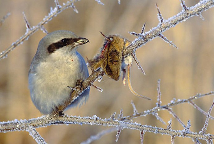 Птица Мясник сорокопут