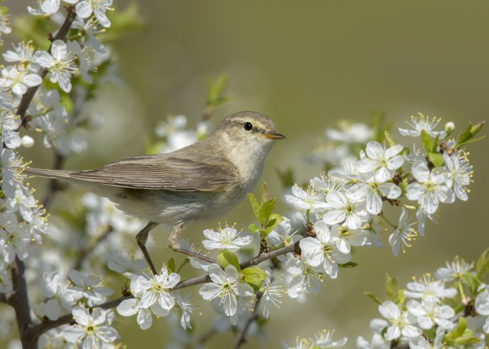 Пеночка Таловка гнездо
