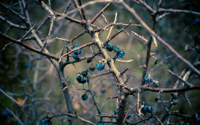 Зимующие птицы Смоленщины