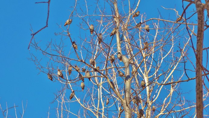 Ясень птица