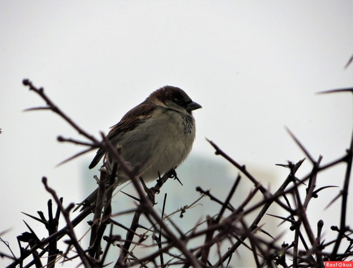 Птица в терновнике