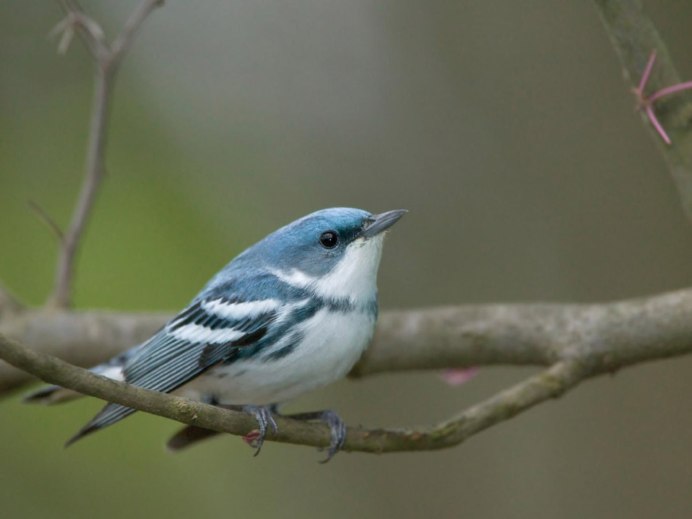 Семейство шипоклювковых птиц