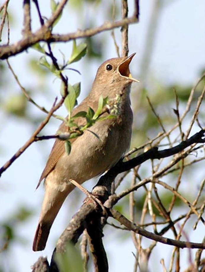Птицы свиристели Снегири