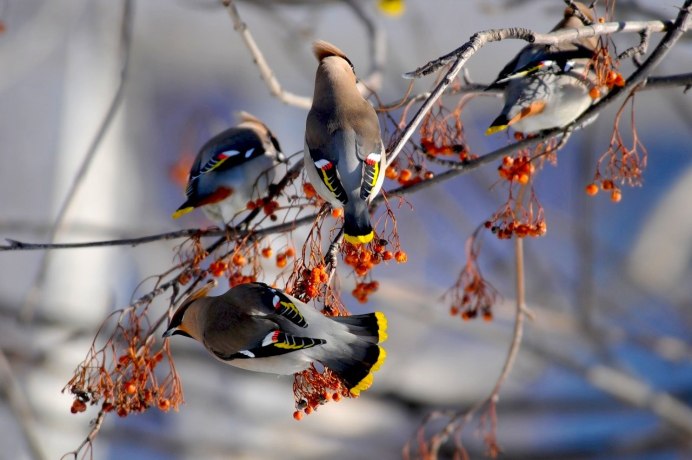 Обыкновенный серый сорокопут