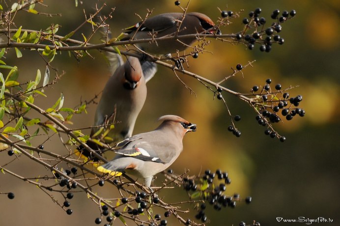 Птички поют весной