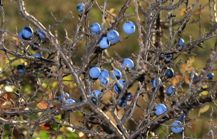 Птица Мясник сорокопут