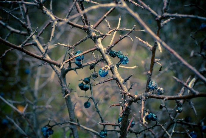 Серый сорокопут птица