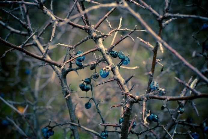 Сорокопут сорокопут