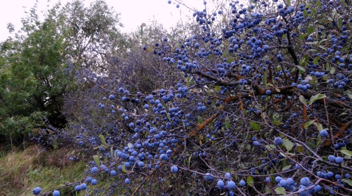 Птица с шипом терновника внутри повинуется