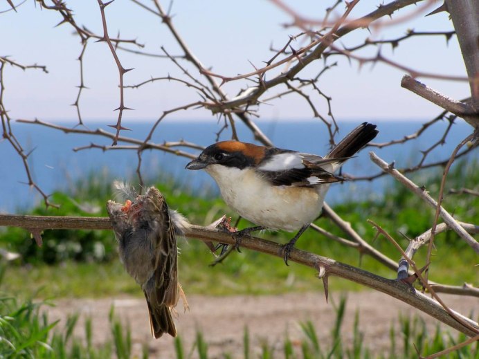 Серогрудый шпорник птица