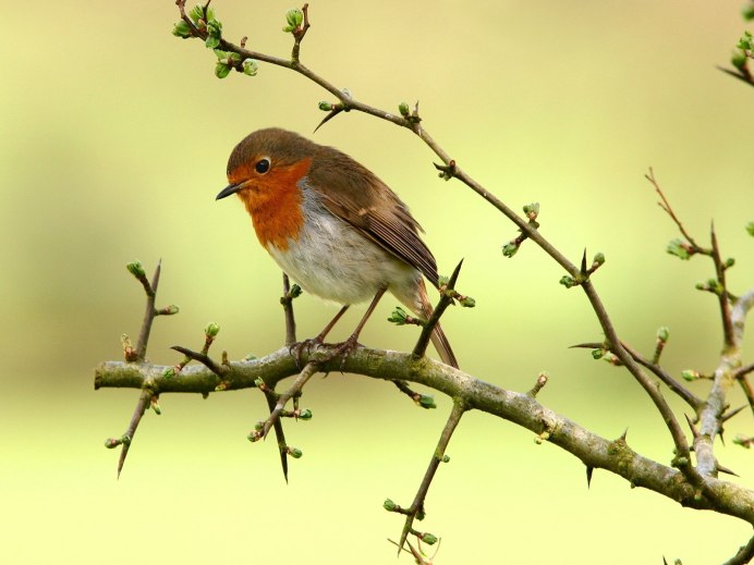 Птичка на ветке Графика