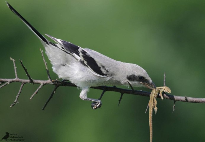 Птичка Дубонос розовый
